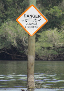 sturgeon river signs