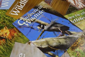 Connecticut Wildlife magazine covers